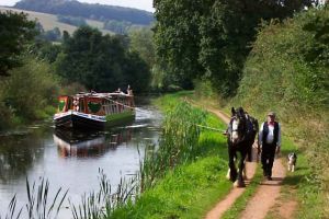 Taffy the Shire-Horse pulling the Barge along the Tiverton Canal